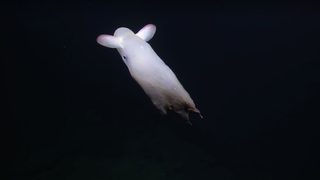 'Ghostly' Dumbo Octopus Makes Hypnotizing Appearance in New Deep-Sea Footage